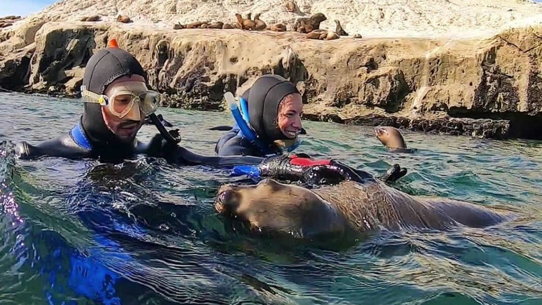 Vista del Golfo Nuevo en Puerto Madryn con personas en traje de neopreno preparándose para nadar con lobos marinos