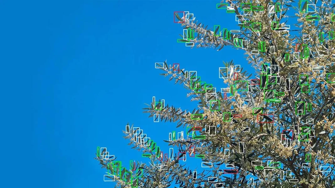 Robot con inteligencia artificial en un campo de olivos detectando enfermedades en hojas