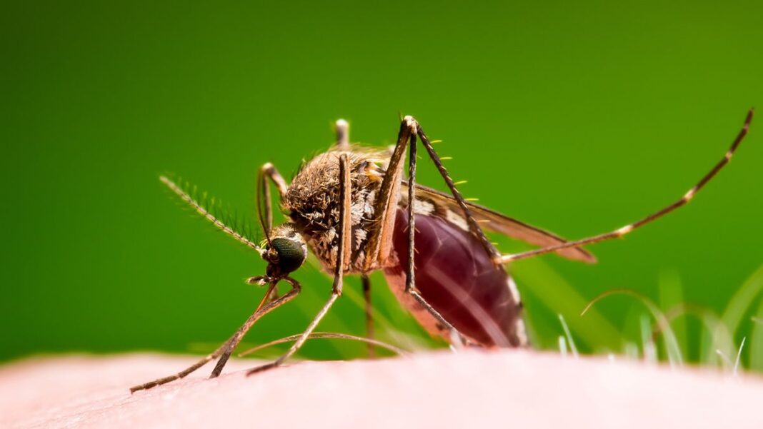 Mosquito Aedes aegypti en primer plano, transmisor del dengue y chikungunya