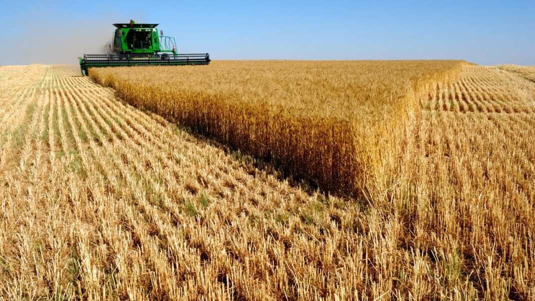 Productor agrícola revisando cultivos en campo de trigo
