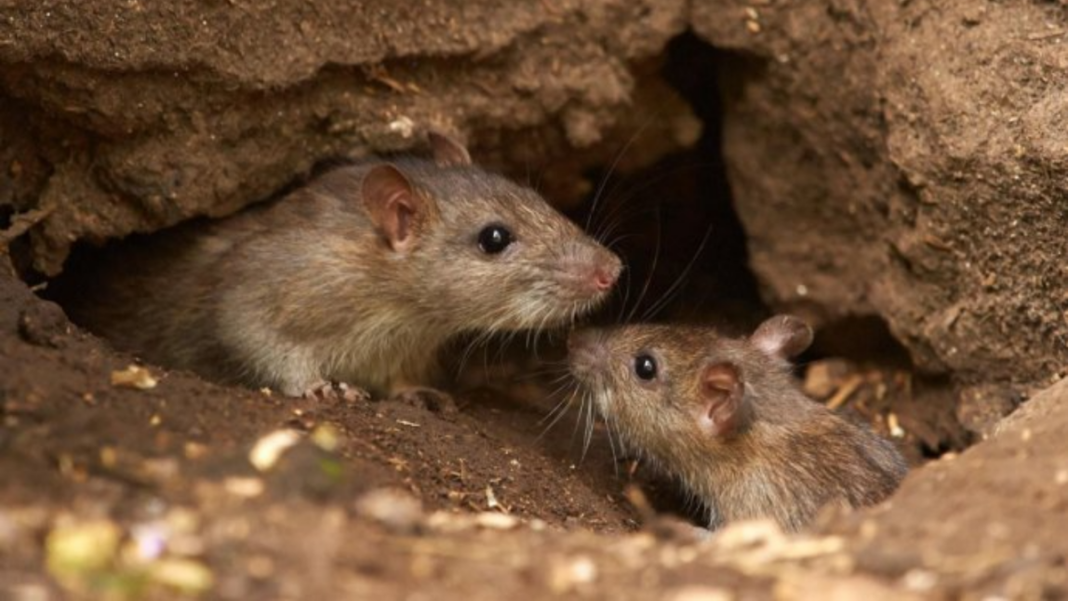Investigadores del Conicet trabajan en laboratorio analizando muestras de spray nasal contra el hantavirus