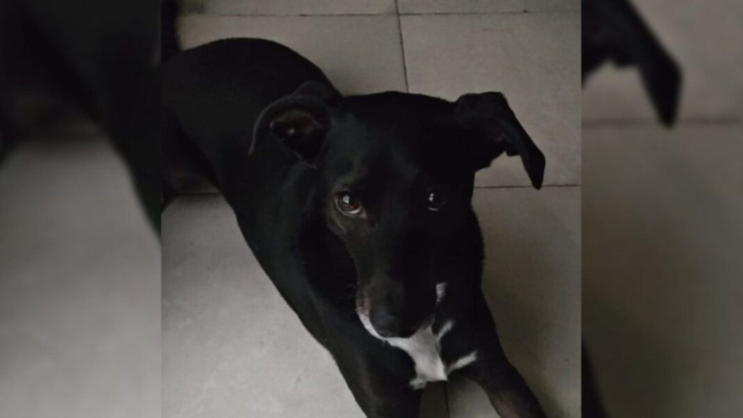 Perro Lolo rescatado tras denuncia de abuso sexual en Rosario